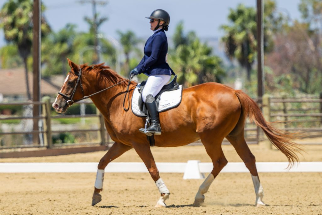 1AD Adult Dressage Test – Novice