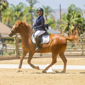 1AD Adult Dressage Test - Novice 2J1A1458
