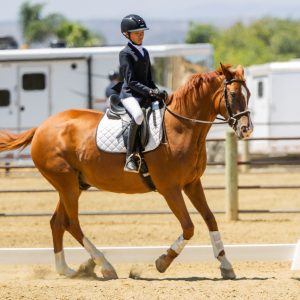 12 Future Novice Dressage Seat Equitation 2J1A2358