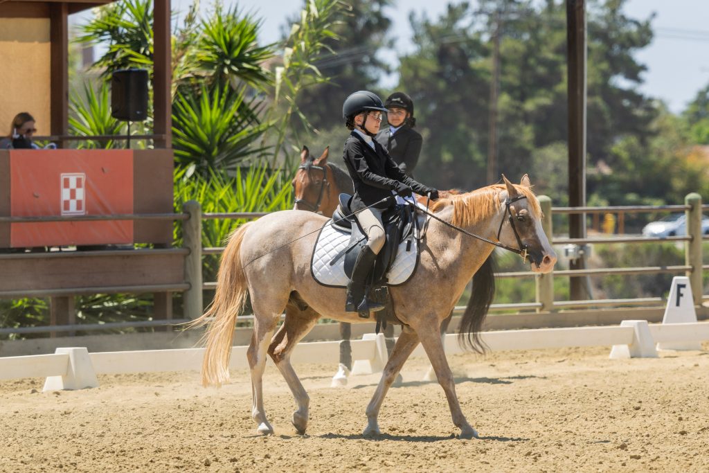 14 Future Beginner Dressage Seat Equitation