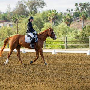 368 1 Varsity Open Dressage Test 2J1A9195