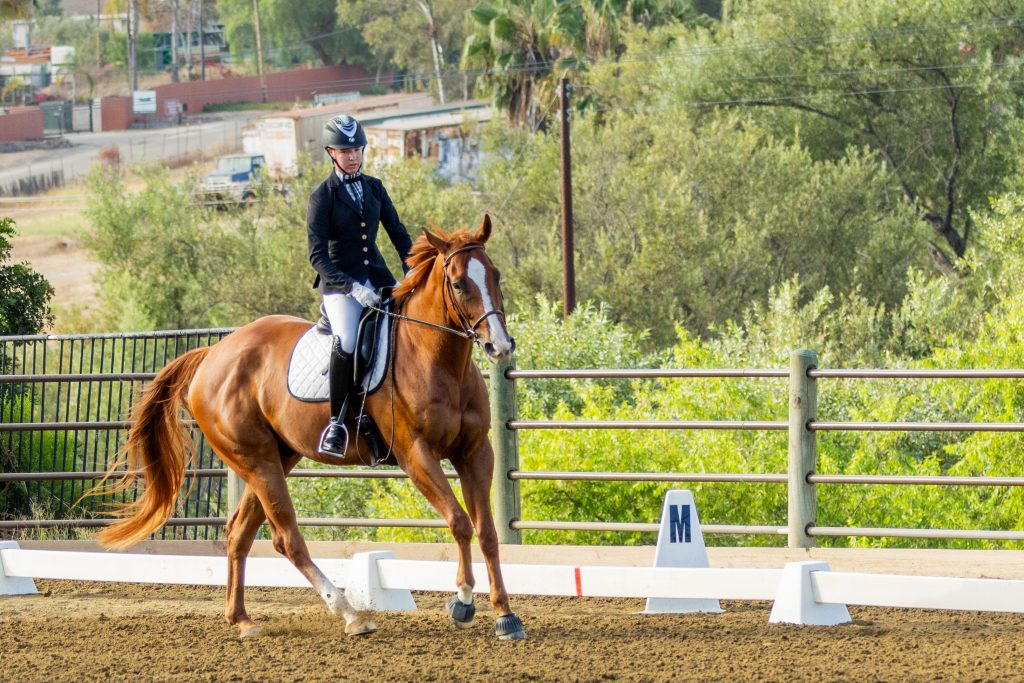 368 1 Varsity Open Dressage Test