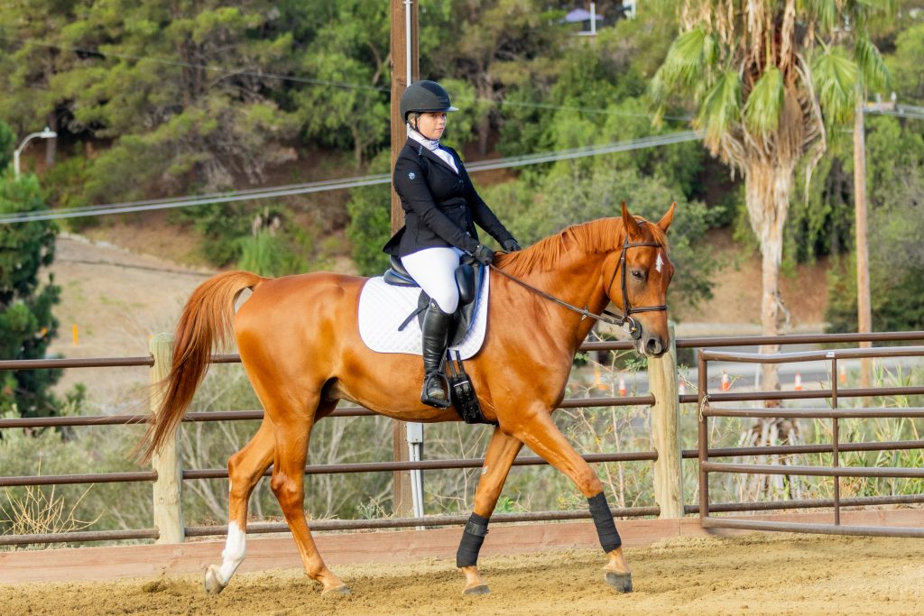 397 1 Varsity Open Dressage Test