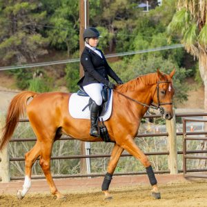 397 1 Varsity Open Dressage Test 2J1A9248