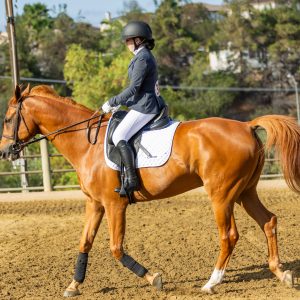 367 1 Varsity Open Dressage Test 2J1A9541