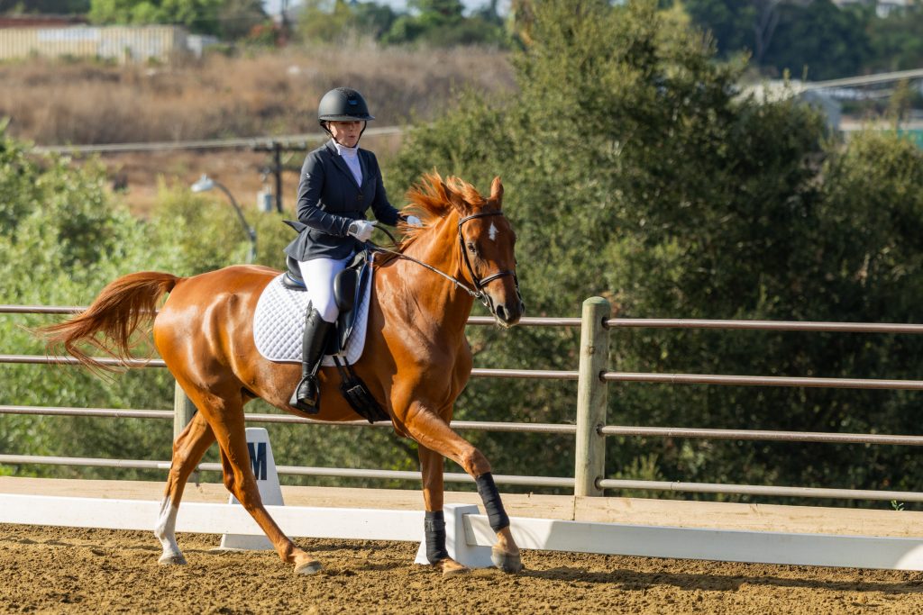 367 1 Varsity Open Dressage Test