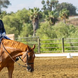 367 1 Varsity Open Dressage Test 2J1A9616