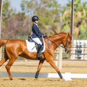 387 3 Varsity Intermediate Dressage Test 2J1A9953
