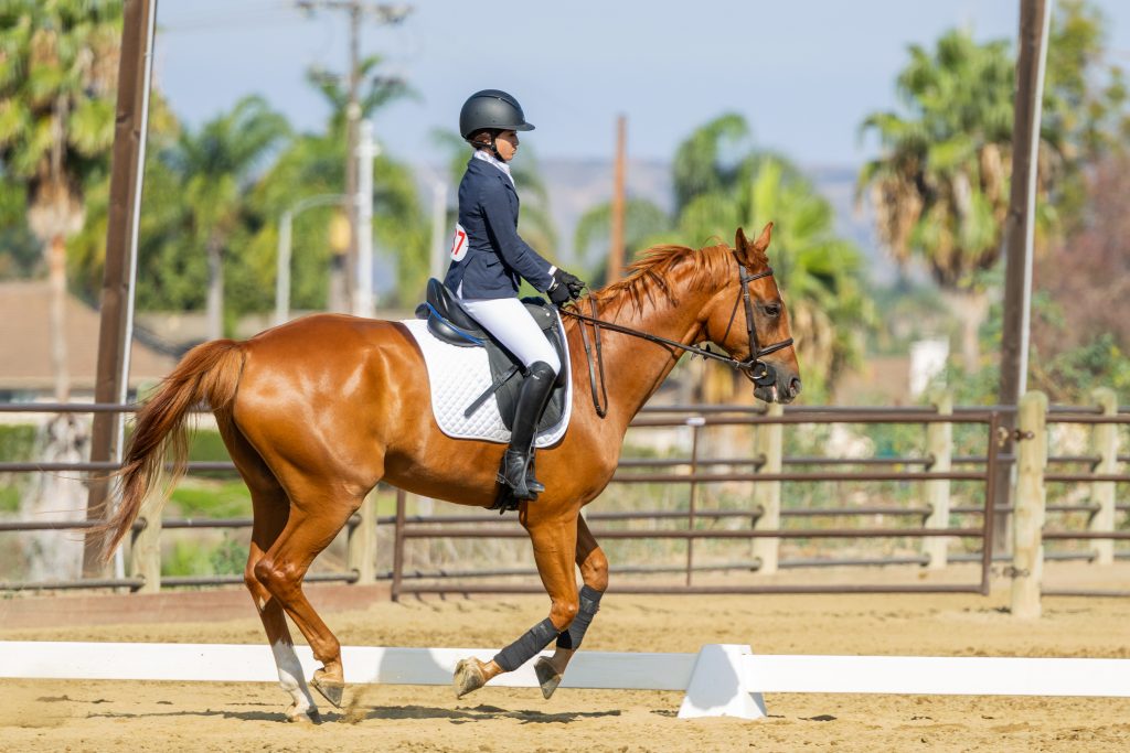 387 3 Varsity Intermediate Dressage Test