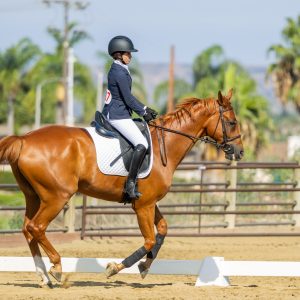 387 3 Varsity Intermediate Dressage Test 2J1A9960